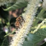 Honey Day is Saturday at the Columbus County Farmers Market. (File photo)