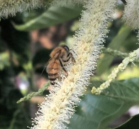 Honey Day is Saturday at the Columbus County Farmers Market. (File photo)