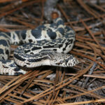 Harmless pine snakes are rare and elusive. The NCWRC is seeking information about sightings of the snakes to better judge the status of the species. (Courtesy Jeff Hall NCWRC)