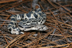 Harmless pine snakes are rare and elusive. The NCWRC is seeking information about sightings of the snakes to better judge the status of the species. (Courtesy Jeff Hall NCWRC)