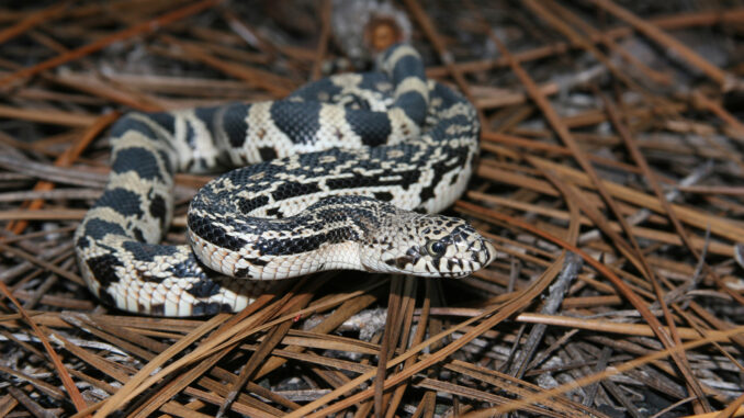 Harmless pine snakes are rare and elusive. The NCWRC is seeking information about sightings of the snakes to better judge the status of the species. (Courtesy Jeff Hall NCWRC)