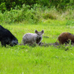 In addition to electronic calls, nighthunting, dogs and bait, hunters have another tool to use in hoghunting– technology. The N.C. Wildlife Resources Commission has unveiled a new online reporting tool for people to report any sightings of feral swine or damage to the agency. Feral swine, also called wild boar and feral hogs, are an invasive species that cause significant damage to plant communities and wildlife habitat, prey on native wildlife, compete with native species for limited food and clean water resources and potentially spread diseases that pose substantial risk to livestock, wildlife, humans and pets. Commission biologists, along with other members of the N.C. Feral Swine Task Force, are seeking information from the public to better understand the distribution and abundance of feral swine across the state, and to estimate type and extent of damages they are causing, including damage to agricultural crops, timber, wildlife habitats, landscaping and others. Reported sightings will help members of the task force determine priority areas where they can focus management efforts. Education and outreach events, technical assistance staff, loaner traps, and other control measures will be focused in areas of greatest need. “Reports we receive from the public will be extremely important for developing a baseline of information, which we will then use to track how feral swine move across the landscape,” said Falyn Owens, the Commission’s extension biologist. “Changes in the reports we receive over time will also provide a measure of effectiveness of feral swine control efforts across the state.” Feral swine are highly adaptable animals that can live in urban, suburban and rural areas from the mountains to the sea. In North Carolina, they are typically found in isolated pockets, and have been reported in most counties of the state. Commission biologists hope that citizen reports will help them better assess the extent that feral swine are impacting the states natural resources. In Columbus county, hogs have displaced deer in many areas around the Waccamaw River. Feral swine are also reportedly moving up the river toward the sensitive ecosystems around Lake Waccamaw State Park. They root cemeteries in Nakina, Old Dock and Crusoe, and destroy crops around Tabor and Clarendon. Rodney Register has become known as the “Hawg Eradicator” for his efforts to trap pigs across the county over the past two years. He expects to top the 300 mark this fall. Opportunistic feeders and omnivorous, feral swine will eat almost anything, include a wide range of vegetative matter. While foraging, feral swine root into and turn up the soil, causing extensive damage to landscaping, stream banks, lawns, and agricultural fields. On agricultural and developed lands, they cause an estimated $1.5 billion per year in damages to crops across the United States. While feral swine eat a wide range of vegetation, they also eat snakes, turtles, lizards, the eggs and young of ground nesting birds like quail and turkey, and white-tailed deer fawns. Feral swine have the potential to carry at least 30 diseases and nearly 40 different parasites that can affect humans, pets, livestock and other wildlife. Diseases like brucellosis, pseudorabies, foot and mouth disease, and African swine fever are just some of the concerns when feral swine and people or livestock interact. “Simply put, feral swine are invasive and undesirable as free-ranging animals on North Carolina’s landscape,” Owens said. “Unfortunately, illegal releases continue to supplement the growing population, making control of these destructive animals challenging. “In order to direct resources that will allow landowners and managers to better control feral swine populations and reduce the damages they cause to North Carolina citizens, the natural environment and our native wildlife, we need the public to report sightings to us.” The N.C. Feral Swine Task Force comprises state and federal agencies that are working collaboratively to learn more about and manage the impacts of feral swine in the state. In addition to the Commission, current members include USDA-Wildlife Services, N.C. Department of Agriculture and Consumer Services, Natural Resource Conservation Service, NCSU Cooperative Extension Service, USDA-Veterinary Services, N.C. Association of Soil and Water Conservation Districts and N.C. Department of Health and Human Services. For more information on feral swine in North Carolina, visit the Commission’s feral swine web page.