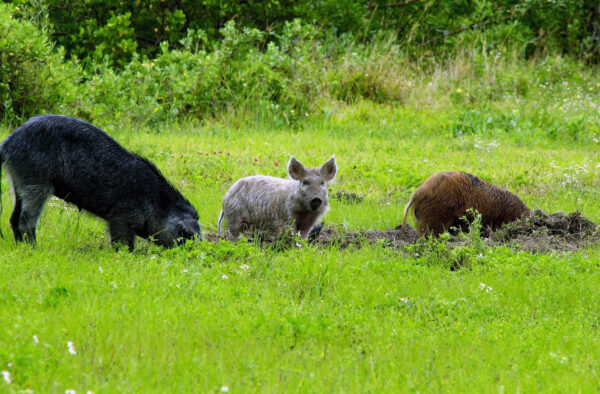 In addition to electronic calls, nighthunting, dogs and bait, hunters have another tool to use in hoghunting– technology. The N.C. Wildlife Resources Commission has unveiled a new online reporting tool for people to report any sightings of feral swine or damage to the agency. Feral swine, also called wild boar and feral hogs, are an invasive species that cause significant damage to plant communities and wildlife habitat, prey on native wildlife, compete with native species for limited food and clean water resources and potentially spread diseases that pose substantial risk to livestock, wildlife, humans and pets. Commission biologists, along with other members of the N.C. Feral Swine Task Force, are seeking information from the public to better understand the distribution and abundance of feral swine across the state, and to estimate type and extent of damages they are causing, including damage to agricultural crops, timber, wildlife habitats, landscaping and others. Reported sightings will help members of the task force determine priority areas where they can focus management efforts. Education and outreach events, technical assistance staff, loaner traps, and other control measures will be focused in areas of greatest need. “Reports we receive from the public will be extremely important for developing a baseline of information, which we will then use to track how feral swine move across the landscape,” said Falyn Owens, the Commission’s extension biologist. “Changes in the reports we receive over time will also provide a measure of effectiveness of feral swine control efforts across the state.” Feral swine are highly adaptable animals that can live in urban, suburban and rural areas from the mountains to the sea. In North Carolina, they are typically found in isolated pockets, and have been reported in most counties of the state. Commission biologists hope that citizen reports will help them better assess the extent that feral swine are impacting the states natural resources. In Columbus county, hogs have displaced deer in many areas around the Waccamaw River. Feral swine are also reportedly moving up the river toward the sensitive ecosystems around Lake Waccamaw State Park. They root cemeteries in Nakina, Old Dock and Crusoe, and destroy crops around Tabor and Clarendon. Rodney Register has become known as the “Hawg Eradicator” for his efforts to trap pigs across the county over the past two years. He expects to top the 300 mark this fall. Opportunistic feeders and omnivorous, feral swine will eat almost anything, include a wide range of vegetative matter. While foraging, feral swine root into and turn up the soil, causing extensive damage to landscaping, stream banks, lawns, and agricultural fields. On agricultural and developed lands, they cause an estimated $1.5 billion per year in damages to crops across the United States. While feral swine eat a wide range of vegetation, they also eat snakes, turtles, lizards, the eggs and young of ground nesting birds like quail and turkey, and white-tailed deer fawns. Feral swine have the potential to carry at least 30 diseases and nearly 40 different parasites that can affect humans, pets, livestock and other wildlife. Diseases like brucellosis, pseudorabies, foot and mouth disease, and African swine fever are just some of the concerns when feral swine and people or livestock interact. “Simply put, feral swine are invasive and undesirable as free-ranging animals on North Carolina’s landscape,” Owens said. “Unfortunately, illegal releases continue to supplement the growing population, making control of these destructive animals challenging. “In order to direct resources that will allow landowners and managers to better control feral swine populations and reduce the damages they cause to North Carolina citizens, the natural environment and our native wildlife, we need the public to report sightings to us.” The N.C. Feral Swine Task Force comprises state and federal agencies that are working collaboratively to learn more about and manage the impacts of feral swine in the state. In addition to the Commission, current members include USDA-Wildlife Services, N.C. Department of Agriculture and Consumer Services, Natural Resource Conservation Service, NCSU Cooperative Extension Service, USDA-Veterinary Services, N.C. Association of Soil and Water Conservation Districts and N.C. Department of Health and Human Services. For more information on feral swine in North Carolina, visit the Commission’s feral swine web page.