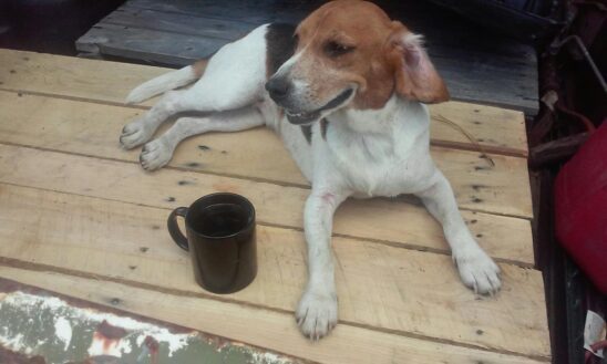 Scooter was just one of many lost or castoff hounds who lived with us for a time.