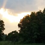 A place surrounded by trees