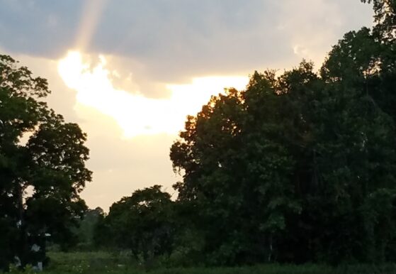 A place surrounded by trees  