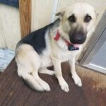 Heather Calcote says Animal control refused to allow her to reclaim her dog Beauty, because a rescue organization arrived early.