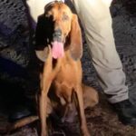 A tired Lily after Saturday night's search for a missing man. (CCSO photo)