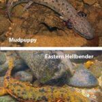 State officials are seeking sightings of mud puppies and hellbender salamanders across the state. (composite courtesy WRC)