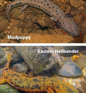 State officials are seeking sightings of mud puppies and hellbender salamanders across the state. (composite courtesy WRC)