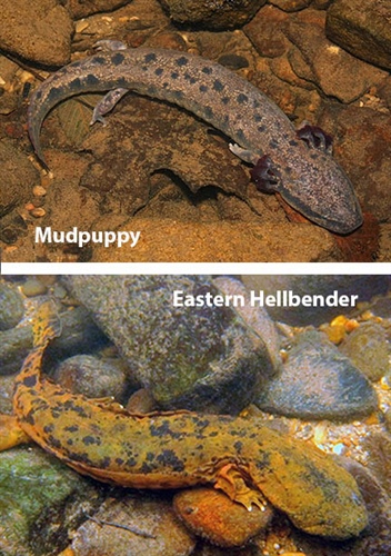 State officials are seeking sightings of mud puppies and hellbender salamanders across the state. (composite courtesy WRC)