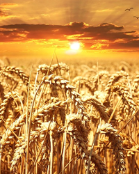 A view of the sunset on the wheat field