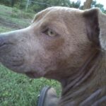 Hope, a few minutes before her first bath in 2012.