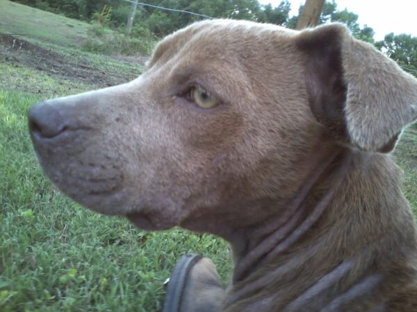 Hope, a few minutes before her first bath in 2012.