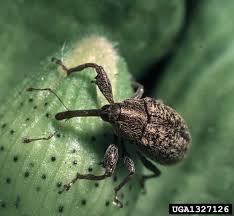 Boll weevil (Courtesy Cooperative Extension)