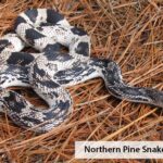 The Wildlife Commission is seeking reports about the Pine Snake, a nonvenomous snake coming to our area. (WRC photo)