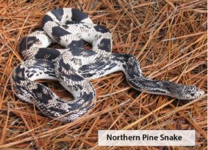 The Wildlife Commission is seeking reports about the Pine Snake, a nonvenomous snake coming to our area. (WRC photo)