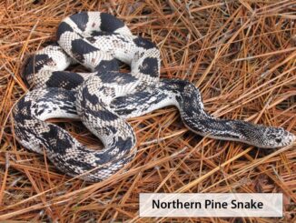 The Wildlife Commission is seeking reports about the Pine Snake, a nonvenomous snake coming to our area. (WRC photo)