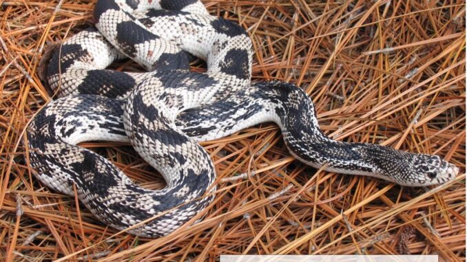 The Wildlife Commission is seeking reports about the Pine Snake, a nonvenomous snake coming to our area. (WRC photo)