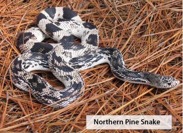 The Wildlife Commission is seeking reports about the Pine Snake, a nonvenomous snake coming to our area. (WRC photo)