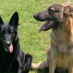 Khaleesi and Drago (contributed photo).