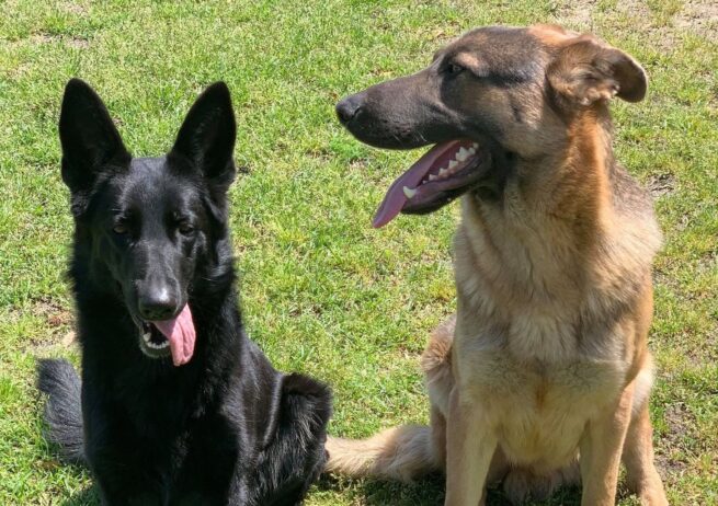 Khaleesi and Drago (contributed photo).