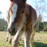 Spring is a good time to renew equine vaccinations against EEE, WNV and rabies. (File)