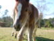 Spring is a good time to renew equine vaccinations against EEE, WNV and rabies. (File)