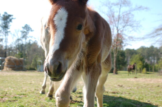 Spring is a good time to renew equine vaccinations against EEE, WNV and rabies. (File)