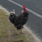 A strange new rooster has taken up residence at the Weaver household.