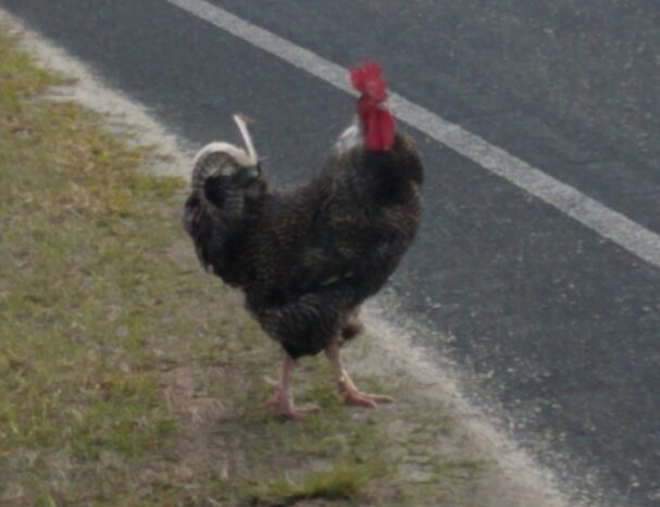 A strange new rooster has taken up residence at the Weaver household.