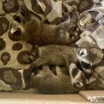 Timber, Ember and Rascal (Photo courtesy Brianna Juhl)