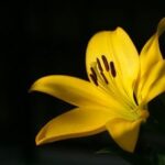 Heather Nicole Grice