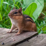 Eastern Chipmunk (Courtesy Allen Boynton WRC)