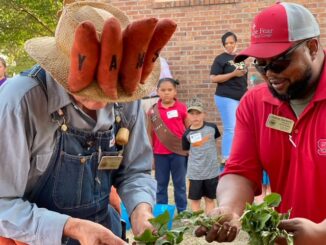 Yam Man Tiger Lovette and Cooperative Extension Director Dalton Dockery with some of the yam plants that have been loving nurtured by children since last spring. Judging of the junior yam farmers' work begins Friday night at the Tabor City Library (File photo)