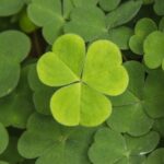 John "Sid" Sidney Harris, Jr.