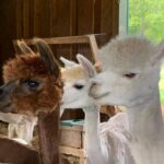Some of Tanya Hilz' alpacas. The animals soft wool is highly sought after for making clothing. (Courtesy photo)