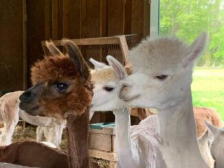 Some of Tanya Hilz' alpacas. The animals soft wool is highly sought after for making clothing. (Courtesy photo)
