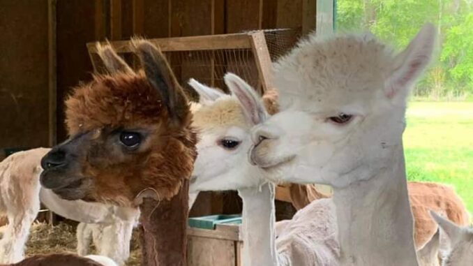 Some of Tanya Hilz' alpacas. The animals soft wool is highly sought after for making clothing. (Courtesy photo)