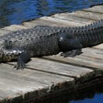 Wildlife officials are urging people not to feed alligators, as it makes the reptile look to humans for food. (Jeff Hall, WRC)