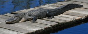 Wildlife officials are urging people not to feed alligators, as it makes the reptile look to humans for food. (Jeff Hall, WRC)