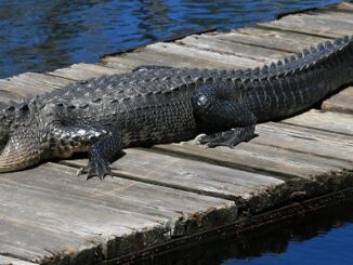 Wildlife officials are urging people not to feed alligators, as it makes the reptile look to humans for food. (Jeff Hall, WRC)