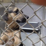 Mable and her sister are available for reduced adoption fees at the Columbus Shelter.