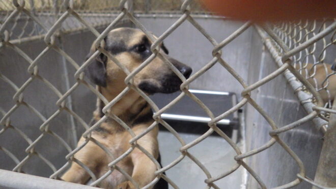 Mable and her sister are available for reduced adoption fees at the Columbus Shelter.