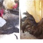 Bea (left) Billy and Peggy Sue