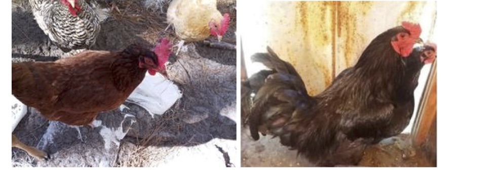 Bea (left) Billy and Peggy Sue