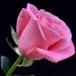 Natalie Nicole Jackson