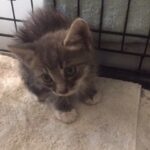 The storm drain kitten after being rescued, dried off and fed. (Courtesy Buzzy Stafford)