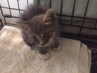 The storm drain kitten after being rescued, dried off and fed. (Courtesy Buzzy Stafford)