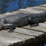 Courtesy Jeff Hall, N.C. Wildlife Resources Commission